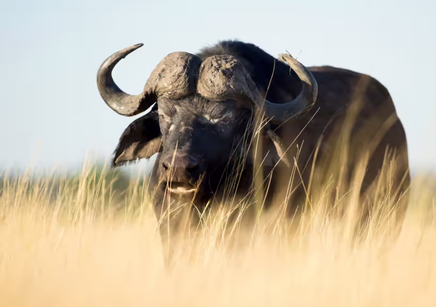 A close-up portrait of a majestic Cape buffalo emerging from golden savanna grass against a powder-blue sky in Tanzania's private Serengeti reserve