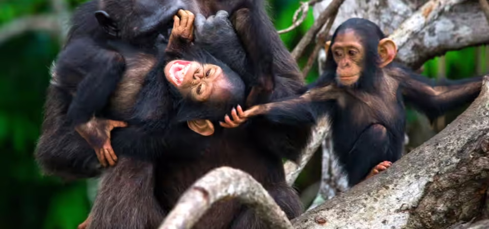 Private chimpanzee family encounter during luxury Uganda primate safari