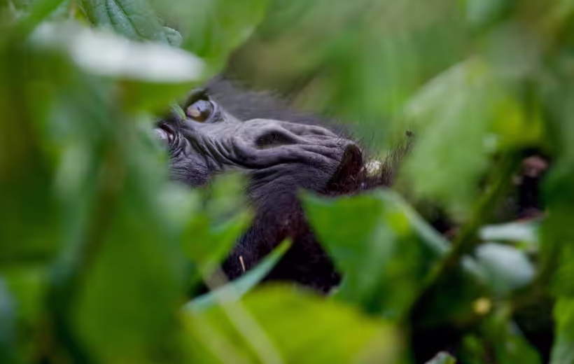 5 Days Rwanda Luxury Gorilla Safari