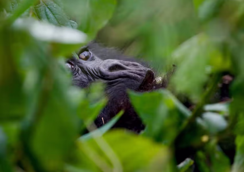 Private gorilla sighting through natural forest foliage in luxury Uganda safari experience