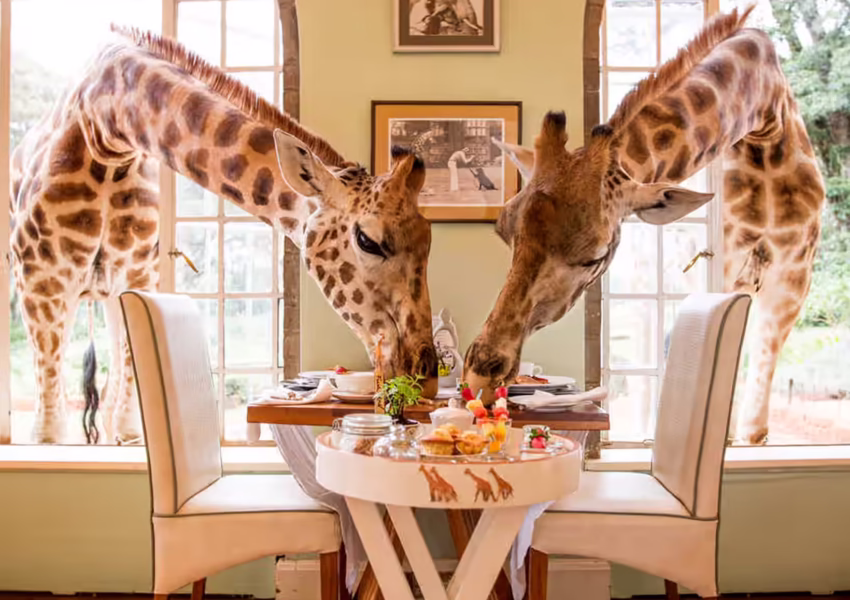 Giraffes reaching through windows at luxury breakfast setting in colonial manor house