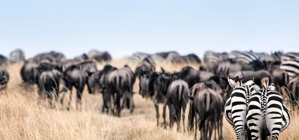 Zebras and wildebeest herd during Great Migration in private Masai Mara viewing area