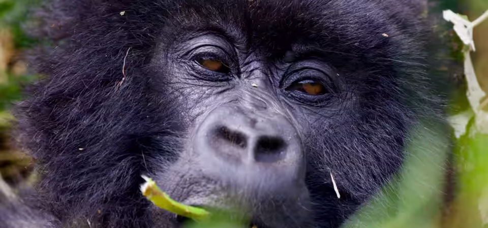 Exclusive mountain gorilla encounter during private tracking experience in Bwindi Uganda luxury safari
