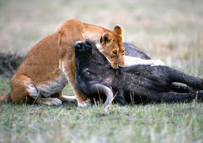 Lioness hunting wildebeest in Masai Mara National Reserve Kenya luxury safari wildlife photography