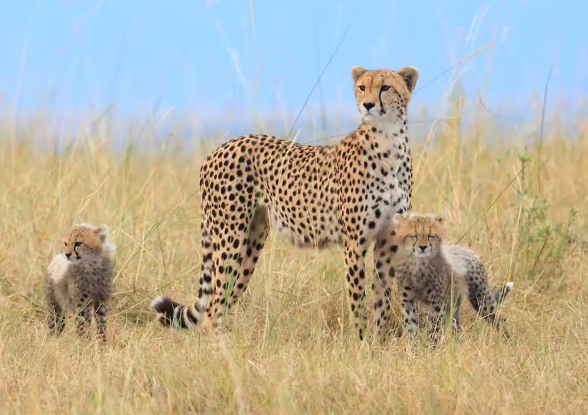 Exclusive cheetah family sighting on private Serengeti safari - mother cheetah with three cubs in golden grasslands