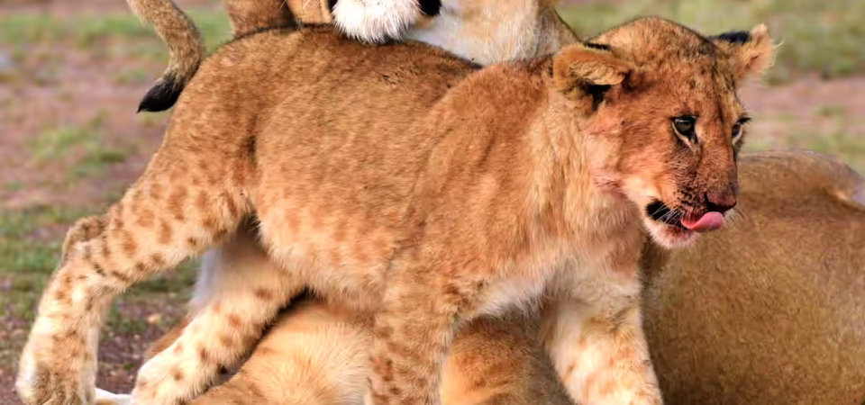 Intimate moment between lioness and cub in private Masai Mara reserve