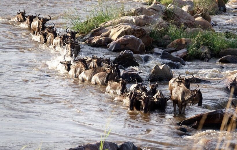East Africa's Grand Migration Safari Sojourn | 9 Days | Peak Season