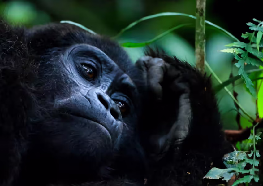 Mountain gorilla encounter during exclusive private tracking experience in Bwindi Impenetrable Forest Uganda luxury safari