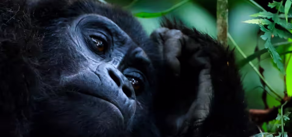 Mountain gorilla encounter during exclusive private tracking experience in Bwindi Impenetrable Forest Uganda luxury safari
