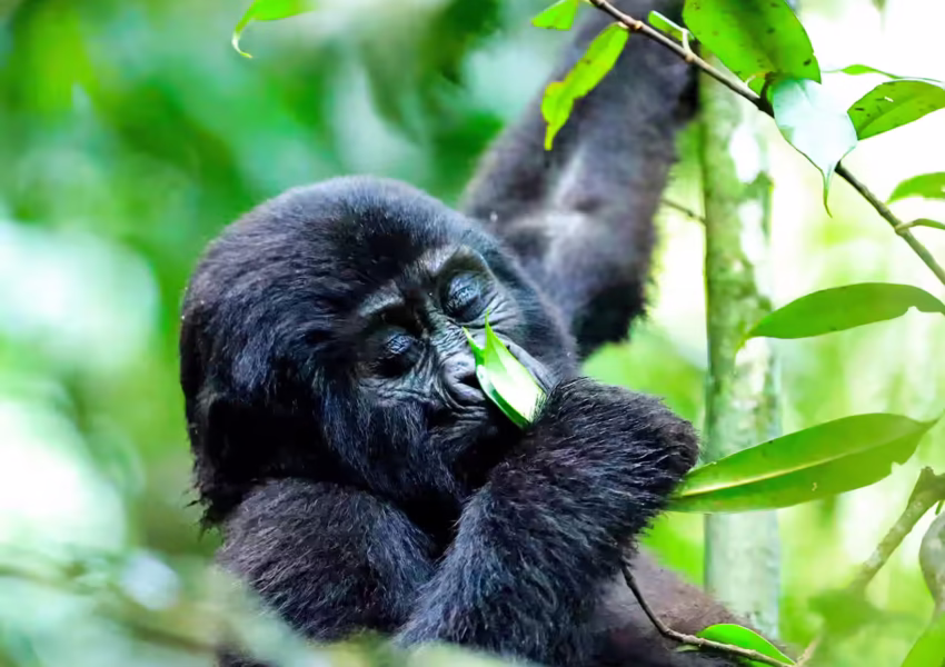 Mountain gorilla feeding on leaves in Bwindi Impenetrable Forest, captured during an exclusive private tracking experience in Uganda