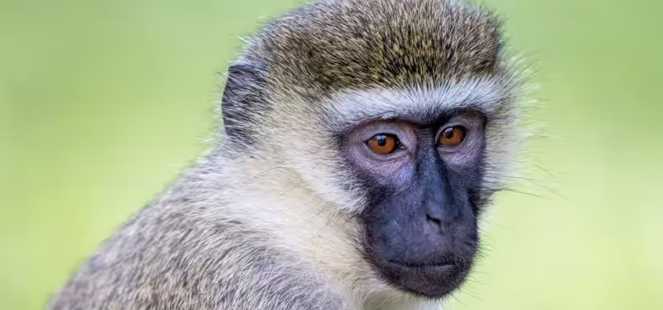 Vervet monkey portrait during luxury Uganda wildlife and primate safari