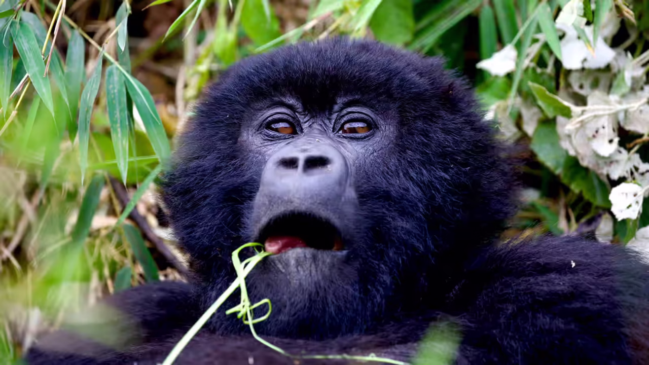 Close-up of a mountain gorilla eating bamboo in Volcanoes National Park, Rwanda, showing detailed facial features and natural feeding behavior amid lush vegetation.