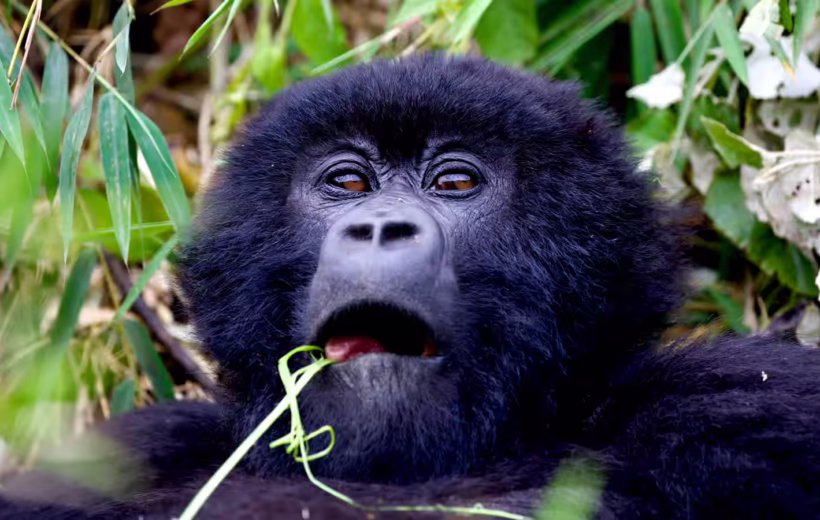 13 Days Luxury Uganda Safari