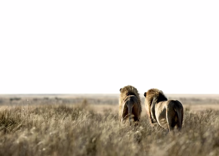 Two male lions walking through tall golden grass in Masai Mara National Reserve during early morning light, viewed from behind against the vast savanna horizon.