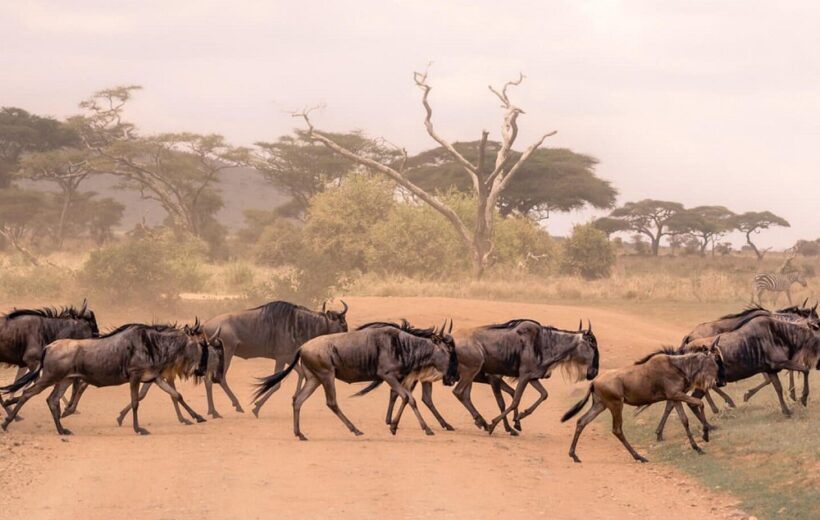 6 Days Masai Mara Great Migration Luxury Safari Fly-In