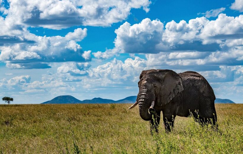 14 Days Kenya & Tanzania Luxury Safari