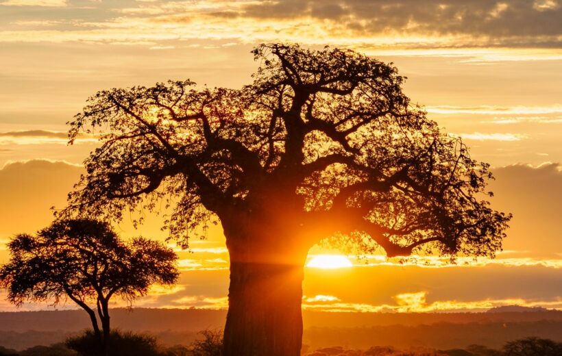 10 Days Luxury Safari & Beach Stay