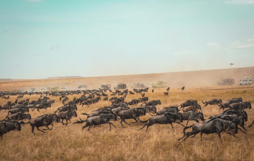 3 Days Masai Mara Luxury Fly-In Safari
