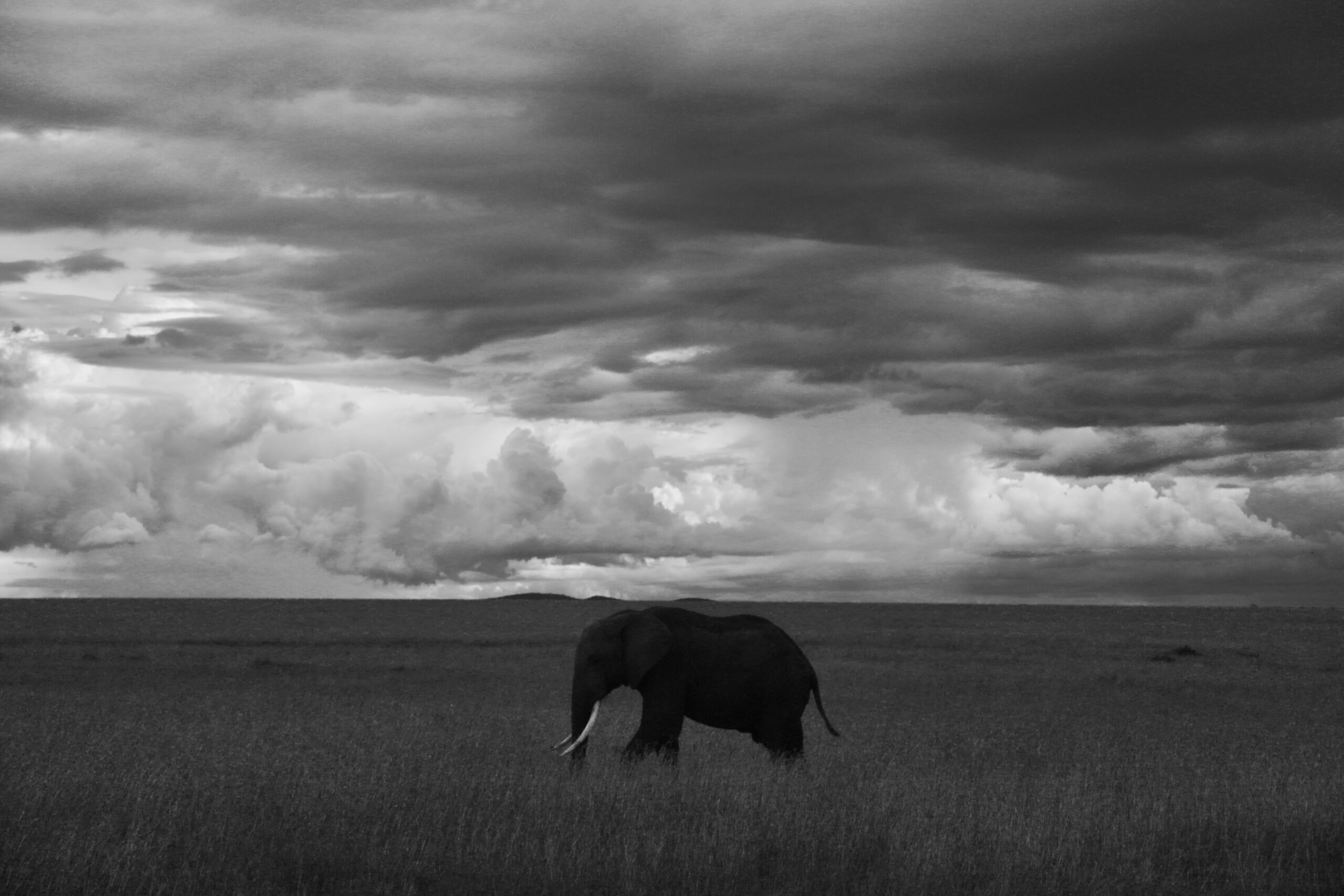 3 Days Masai Mara Luxury Fly-In Safari