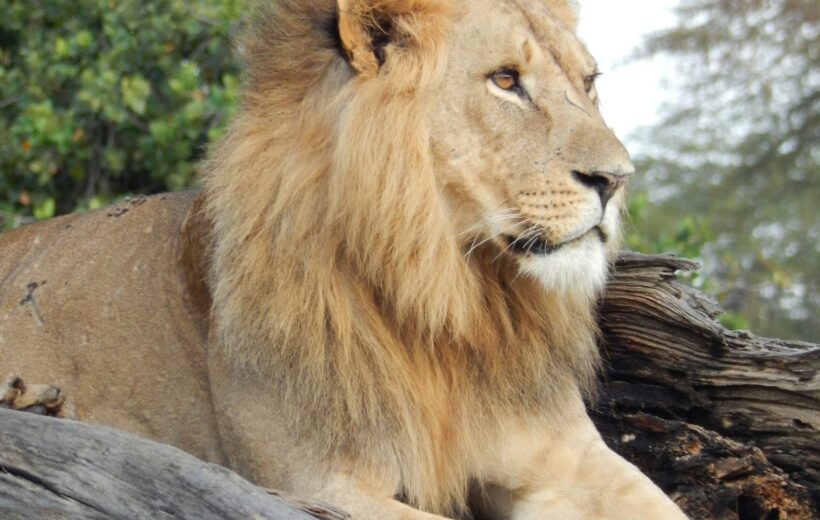 10 Days Luxury Migration Safari